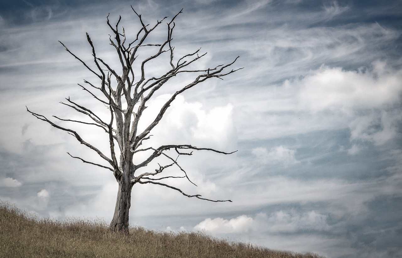 dying-tree