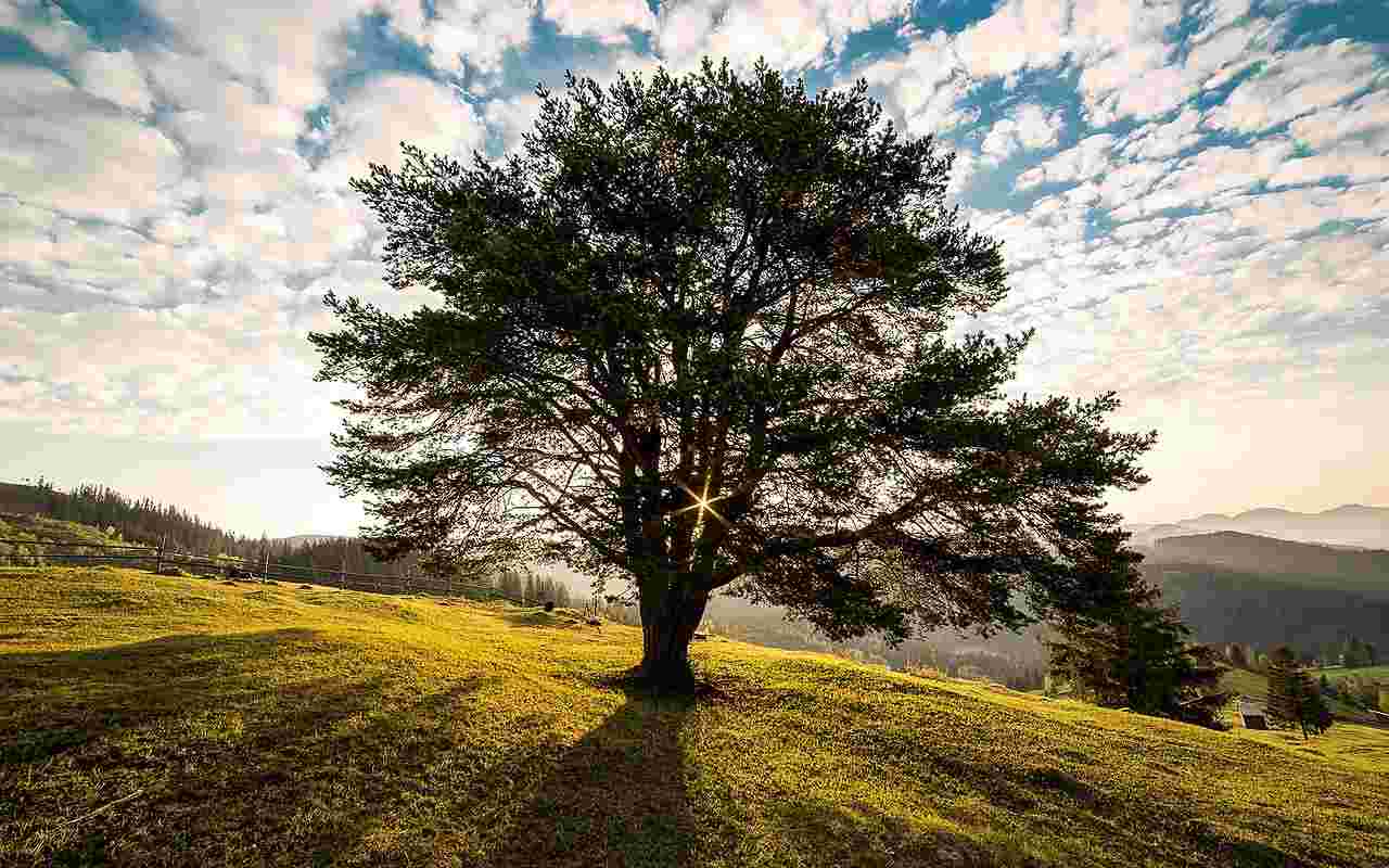 Does tree trimming help your tree grow?