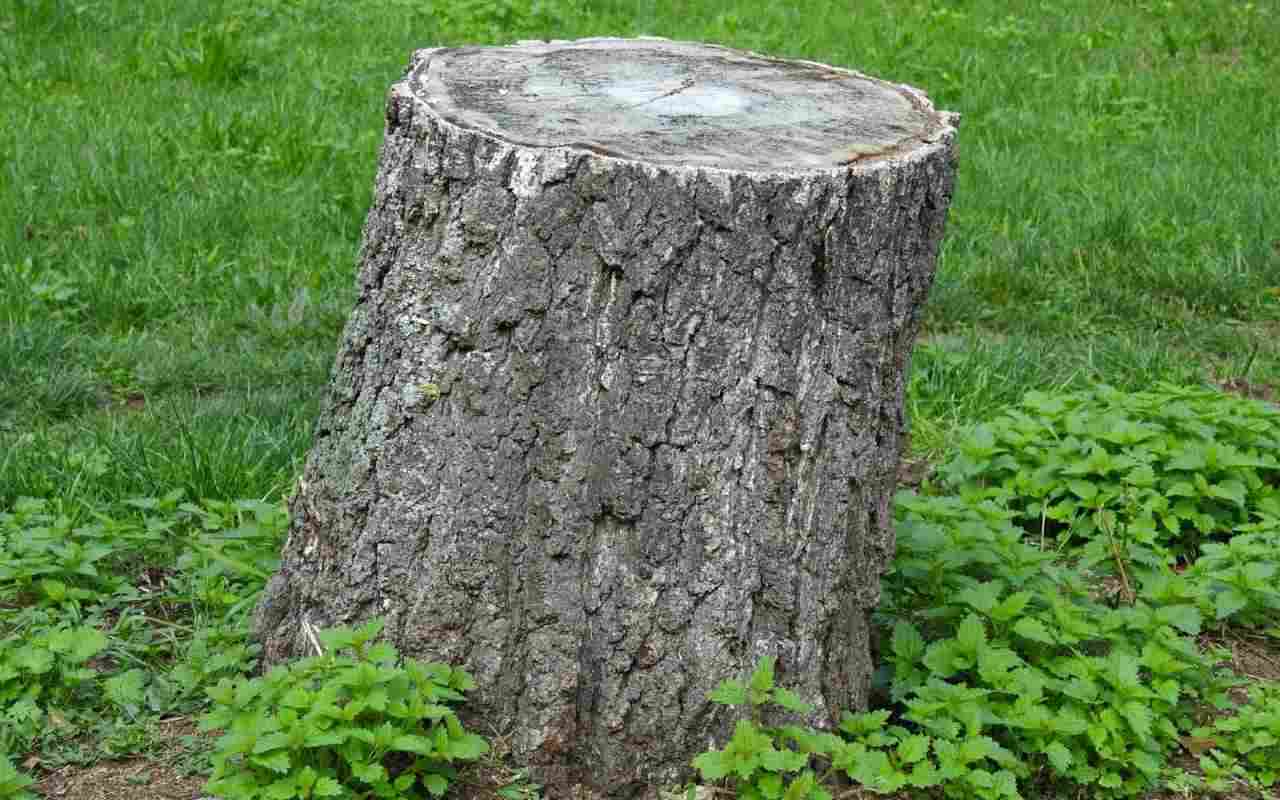 What are the Benefits of Stump Grinding?
