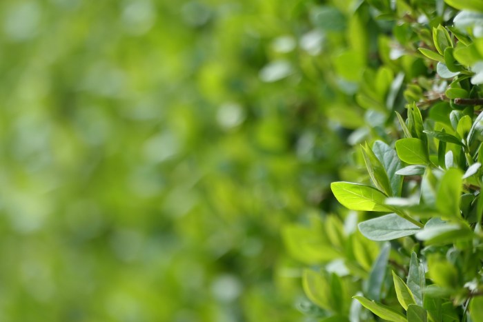 Hedge Trimming