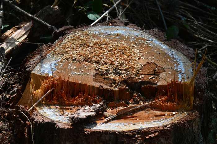 Stump Grinding