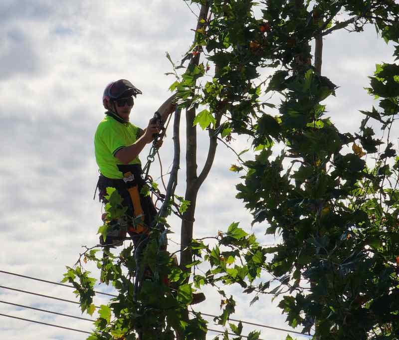 tree pruning canberra