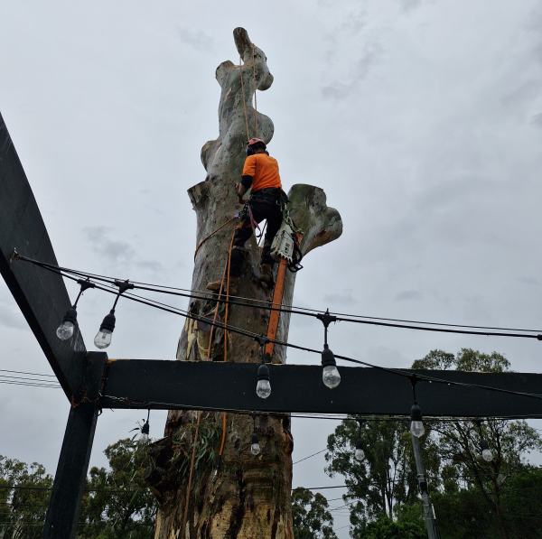 Tree Cutting Services